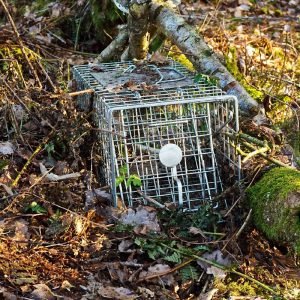 Ground trapping and removing wildlife