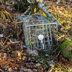Ground trapping and removing wildlife