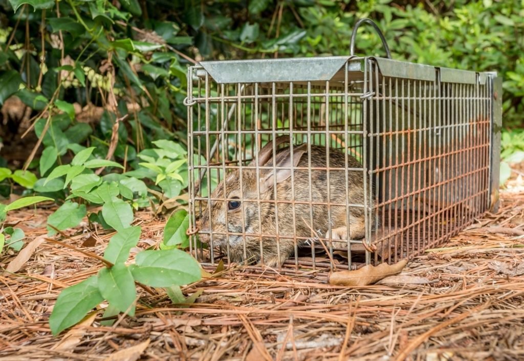 Wildlife Ground Trapping