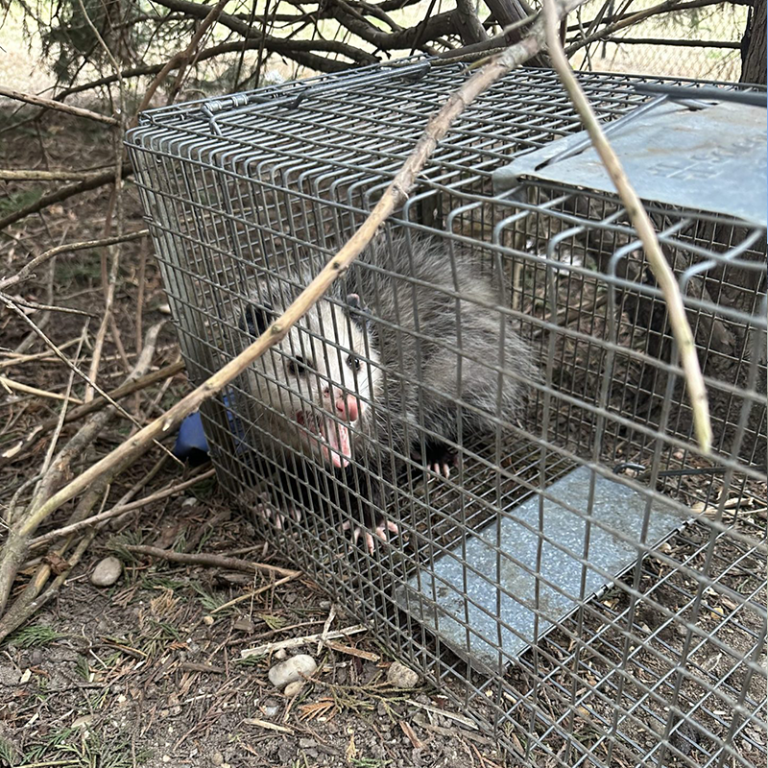 Wildlife Ground Trapping