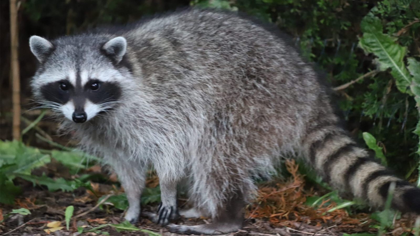 Crawl Space Wildlife Removal