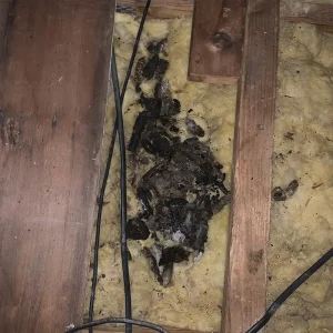 Bat Removal - Feces in insulation left by animal