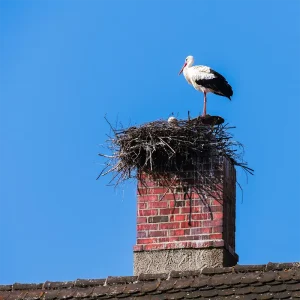 Bird Nest Wildlife Removal from Chimney