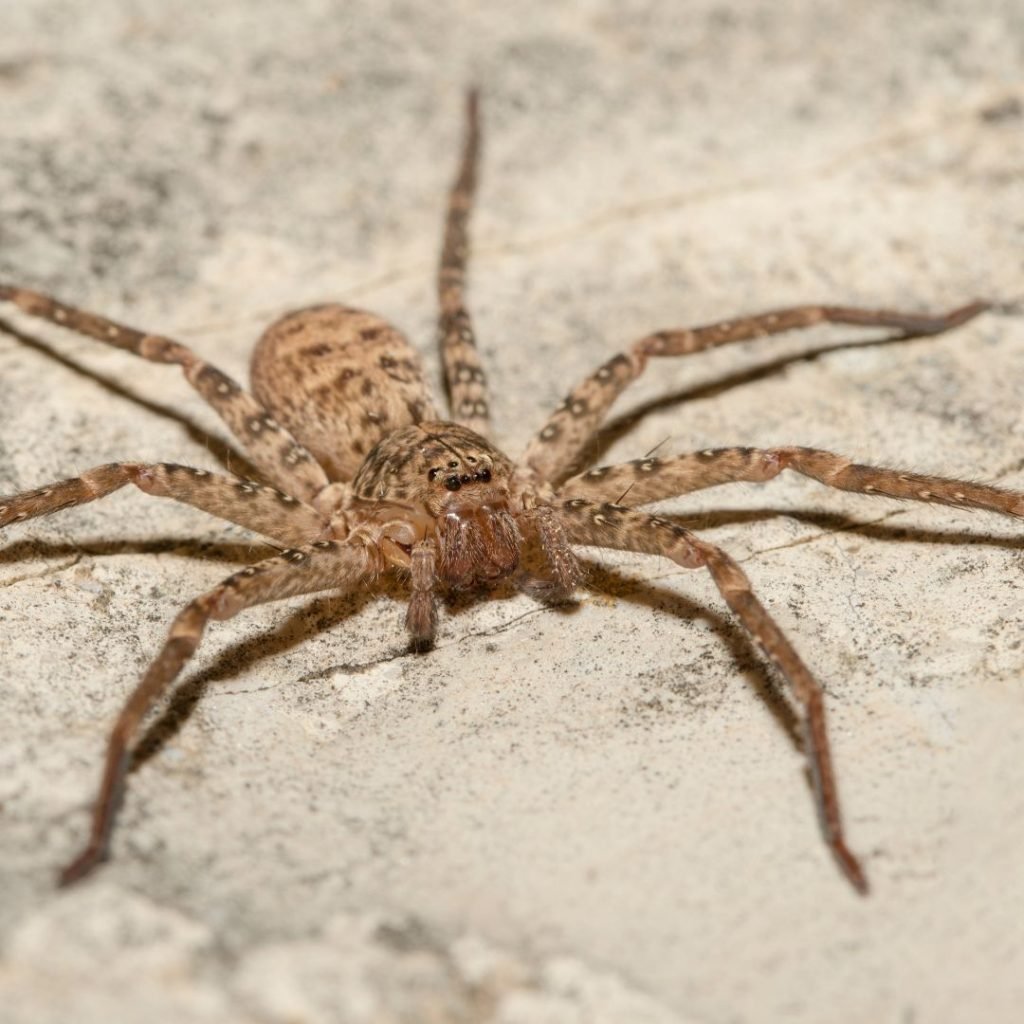 Spider in Crawl Space