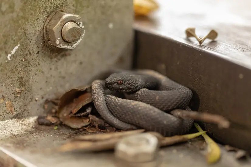 small-mangrove-pit-viper-trimeresurus-purpureomaculatus-resting-by-boardwalk-railing_159132-204