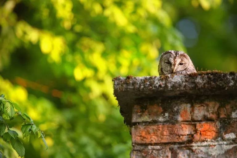 Chimney Wildlife Removal